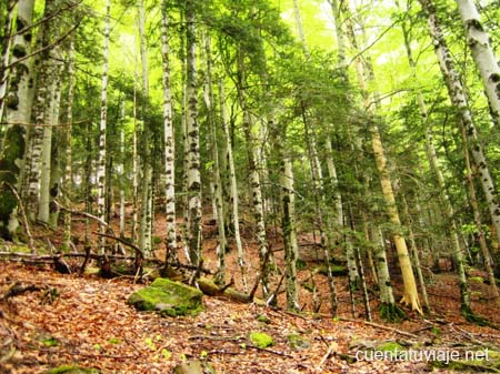 Bosque de las Hayas, Valle de Ordesa (Huesca)